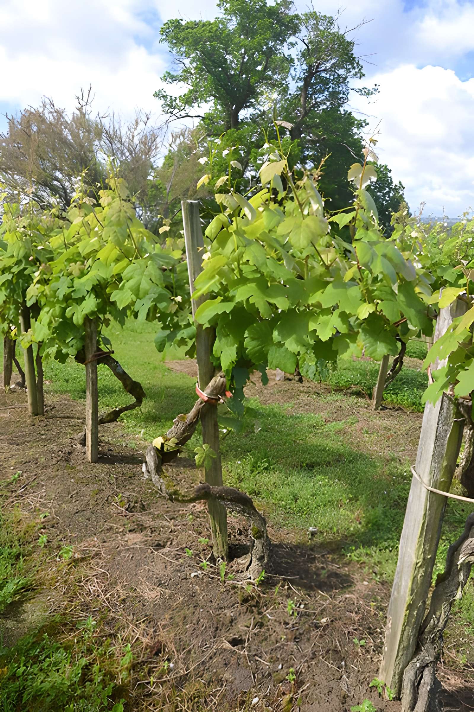 Vigne de la Ferme Pédebernade à Sarragachies