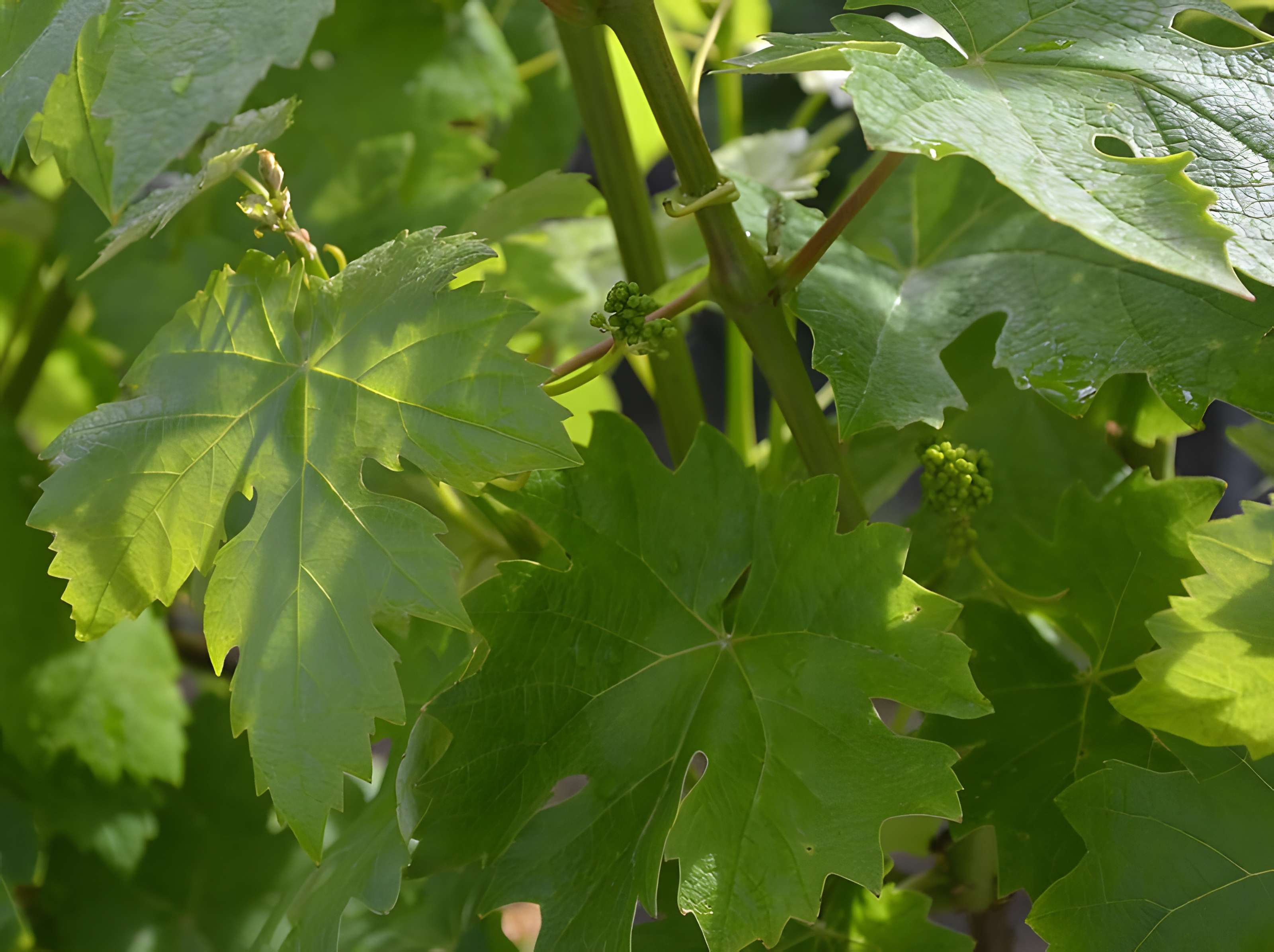 Vigne de la Ferme Pédebernade à Sarragachies