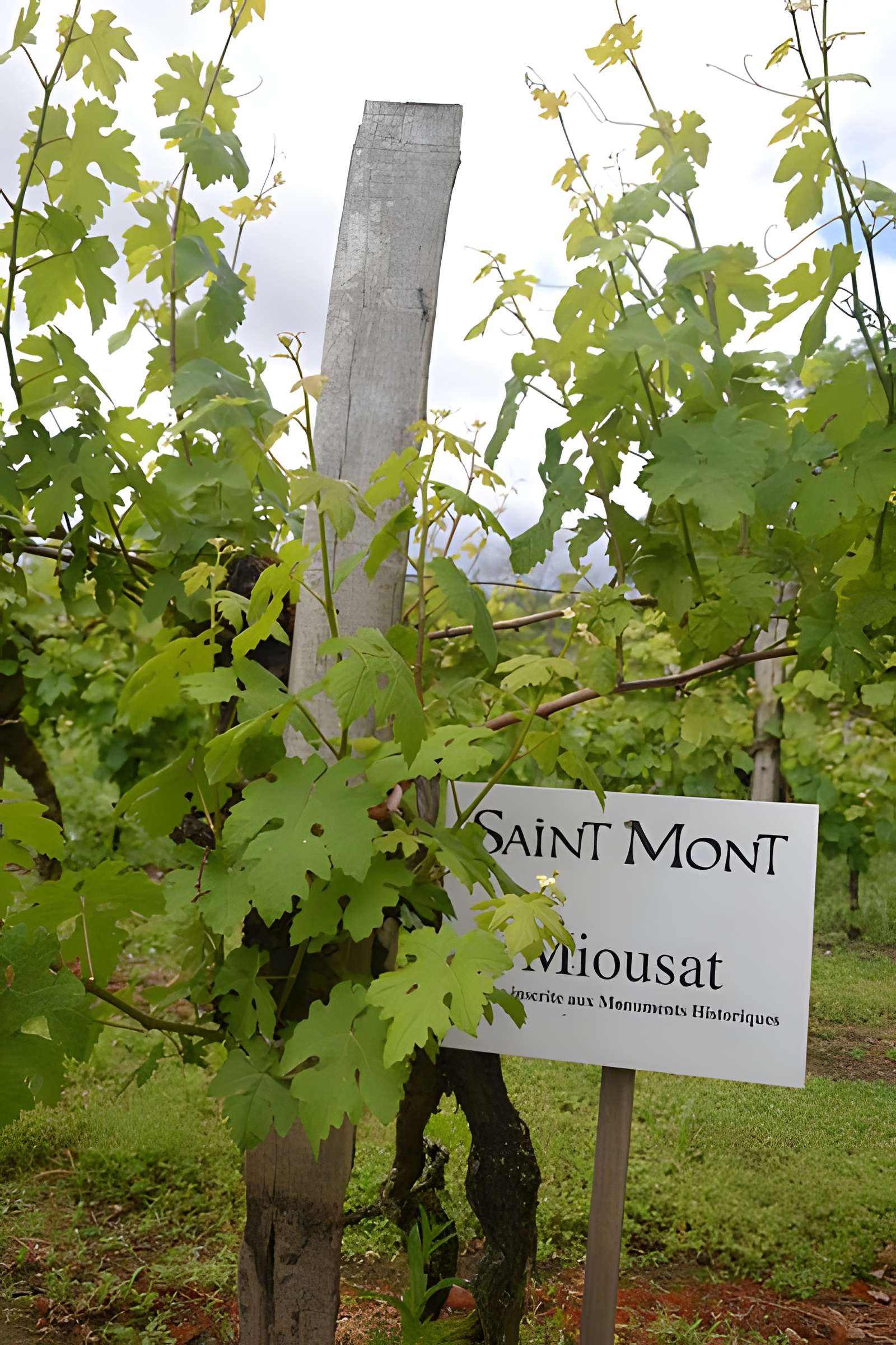 Vigne de la Ferme Pédebernade à Sarragachies