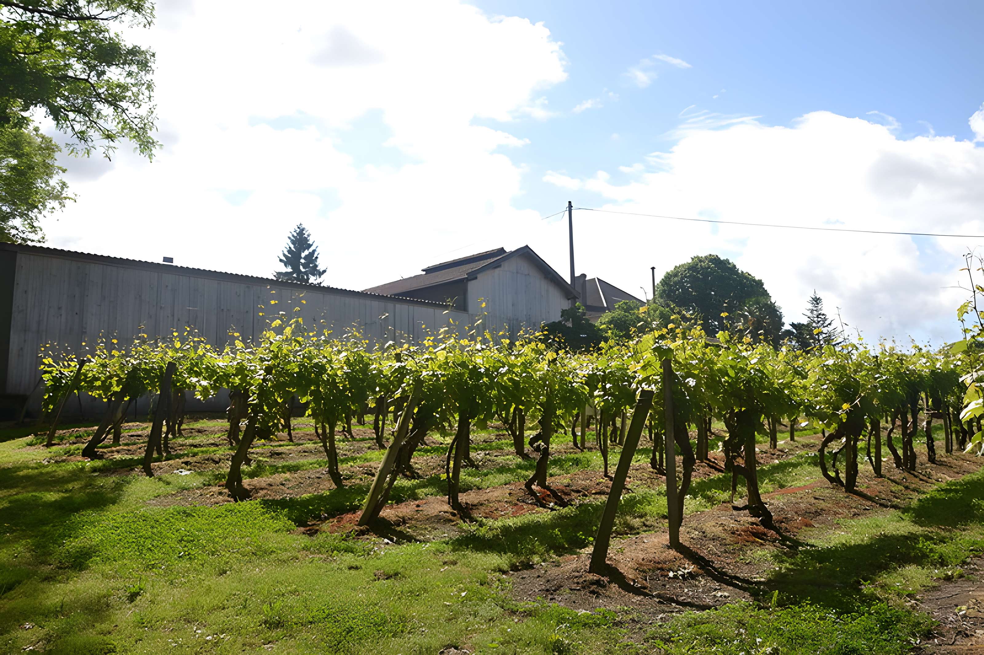Vigne de la Ferme Pédebernade à Sarragachies