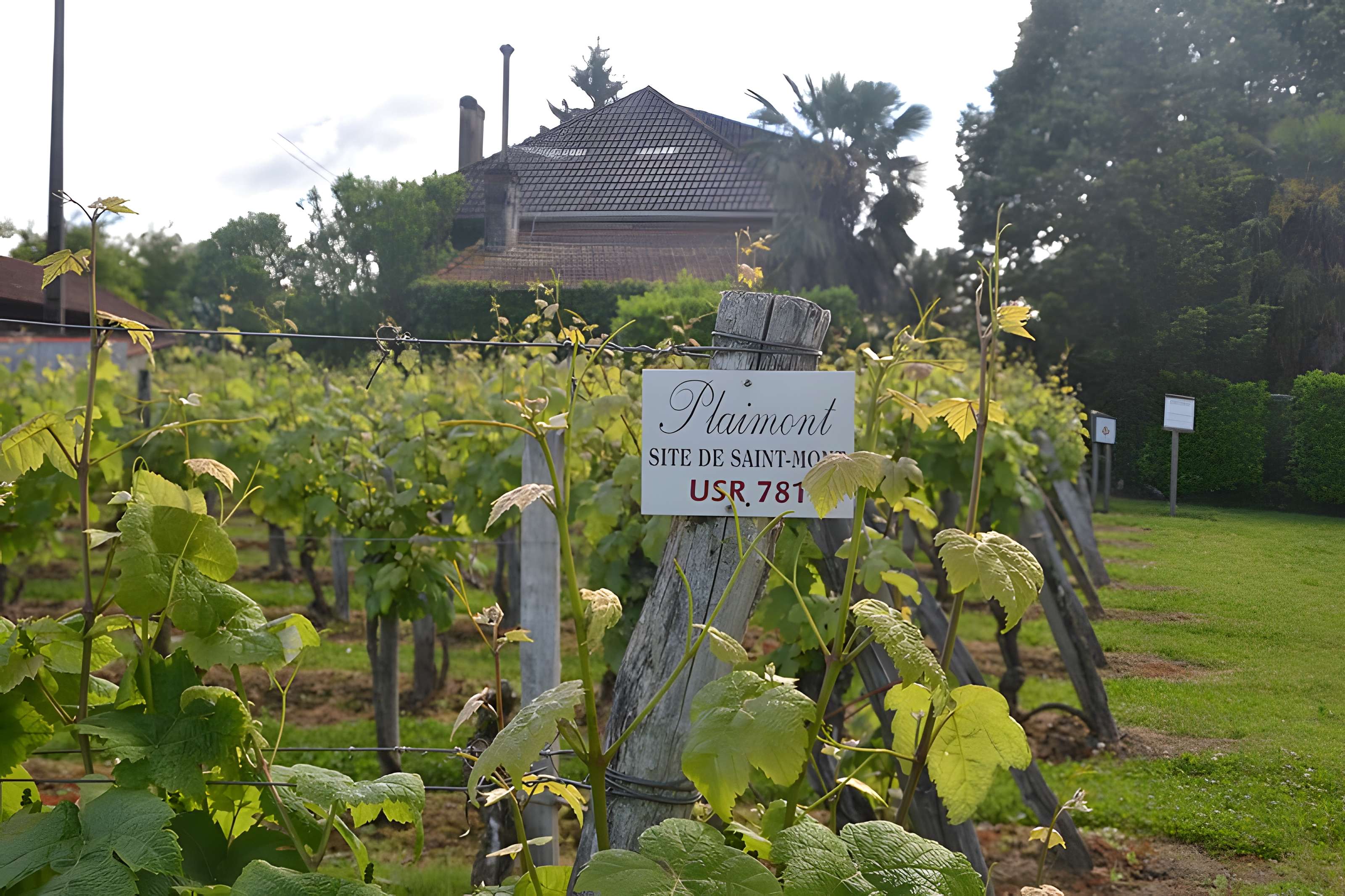 Vigne de la Ferme Pédebernade à Sarragachies