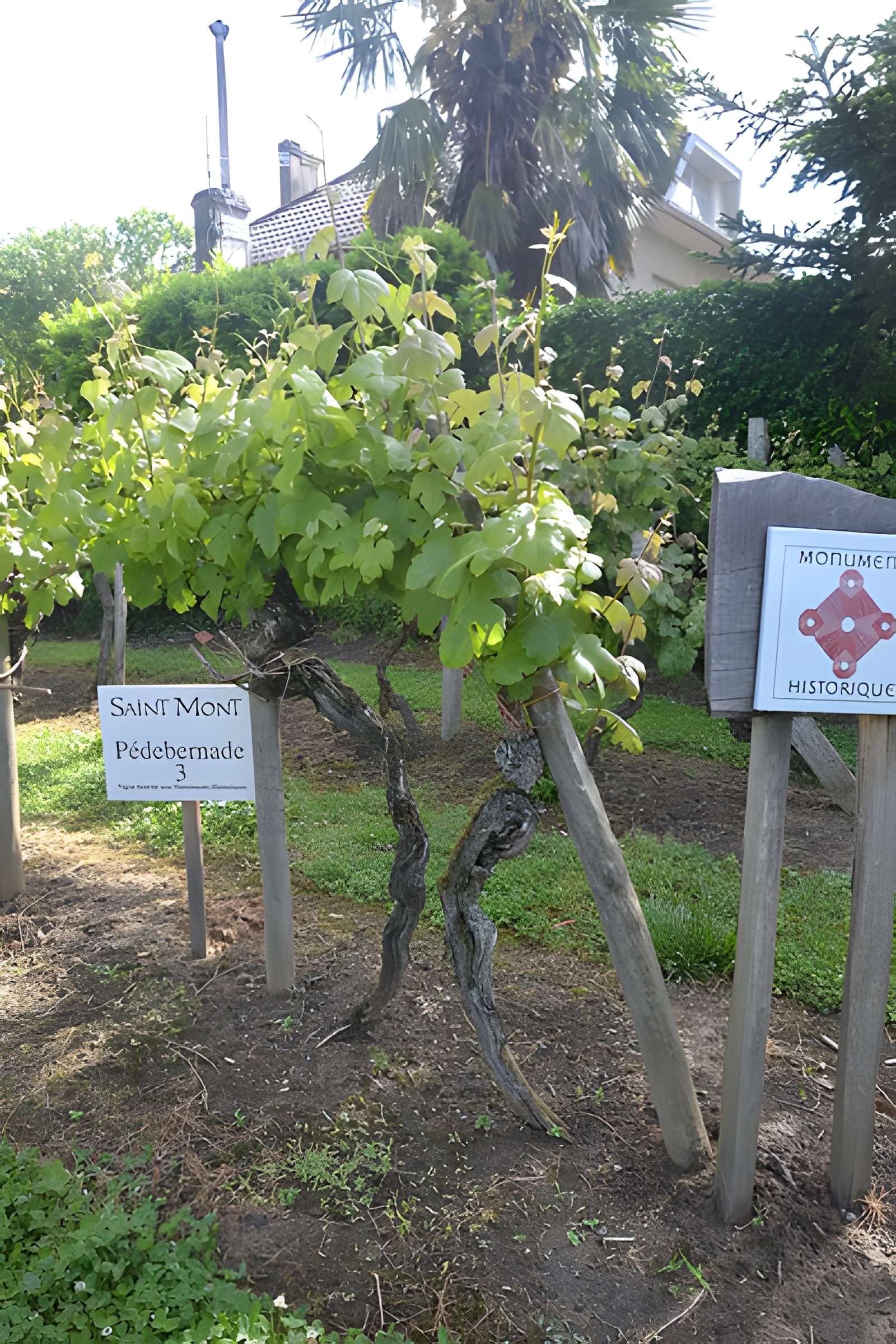 Vigne de la Ferme Pédebernade à Sarragachies