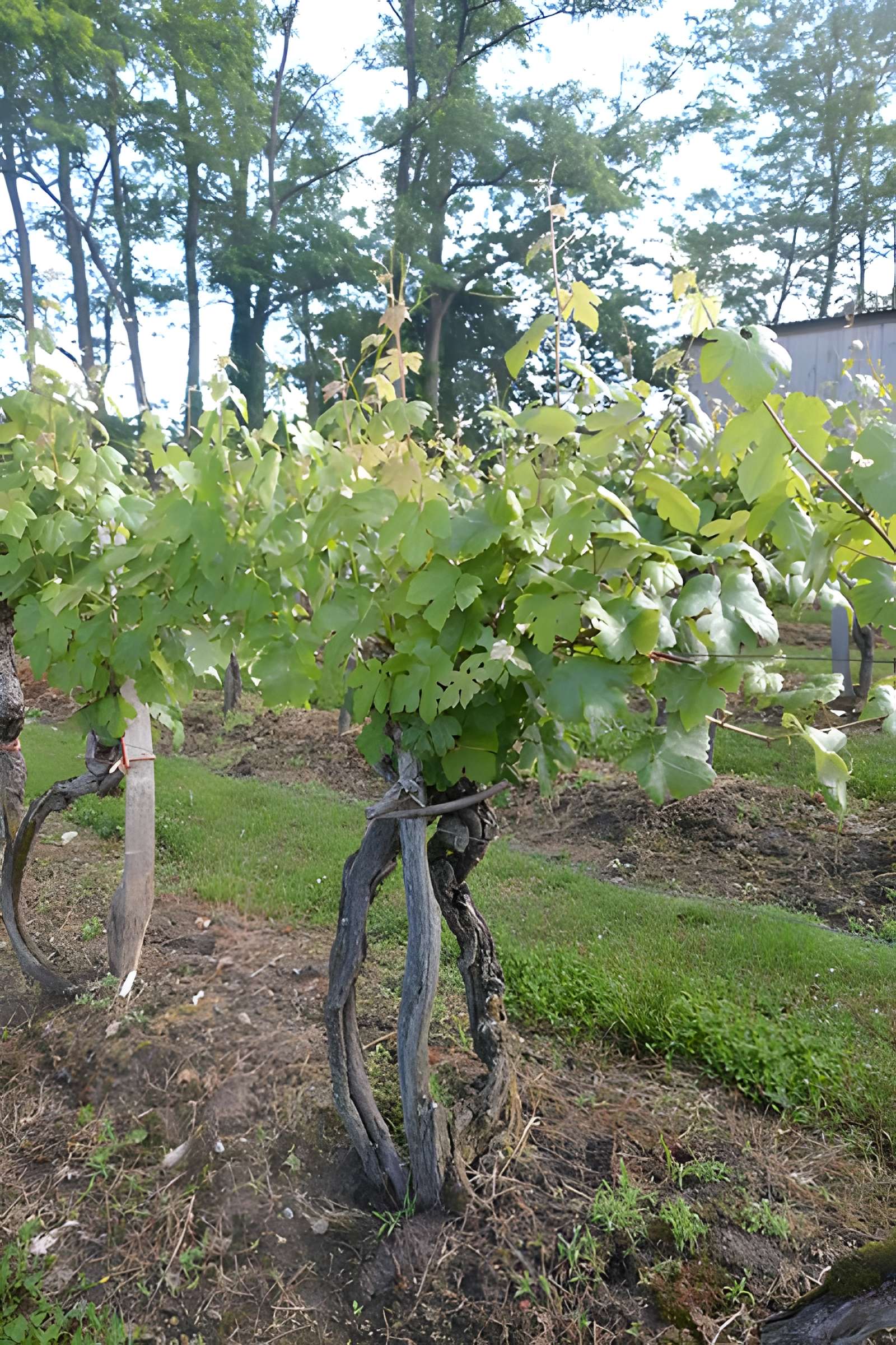 Vigne de la Ferme Pédebernade à Sarragachies