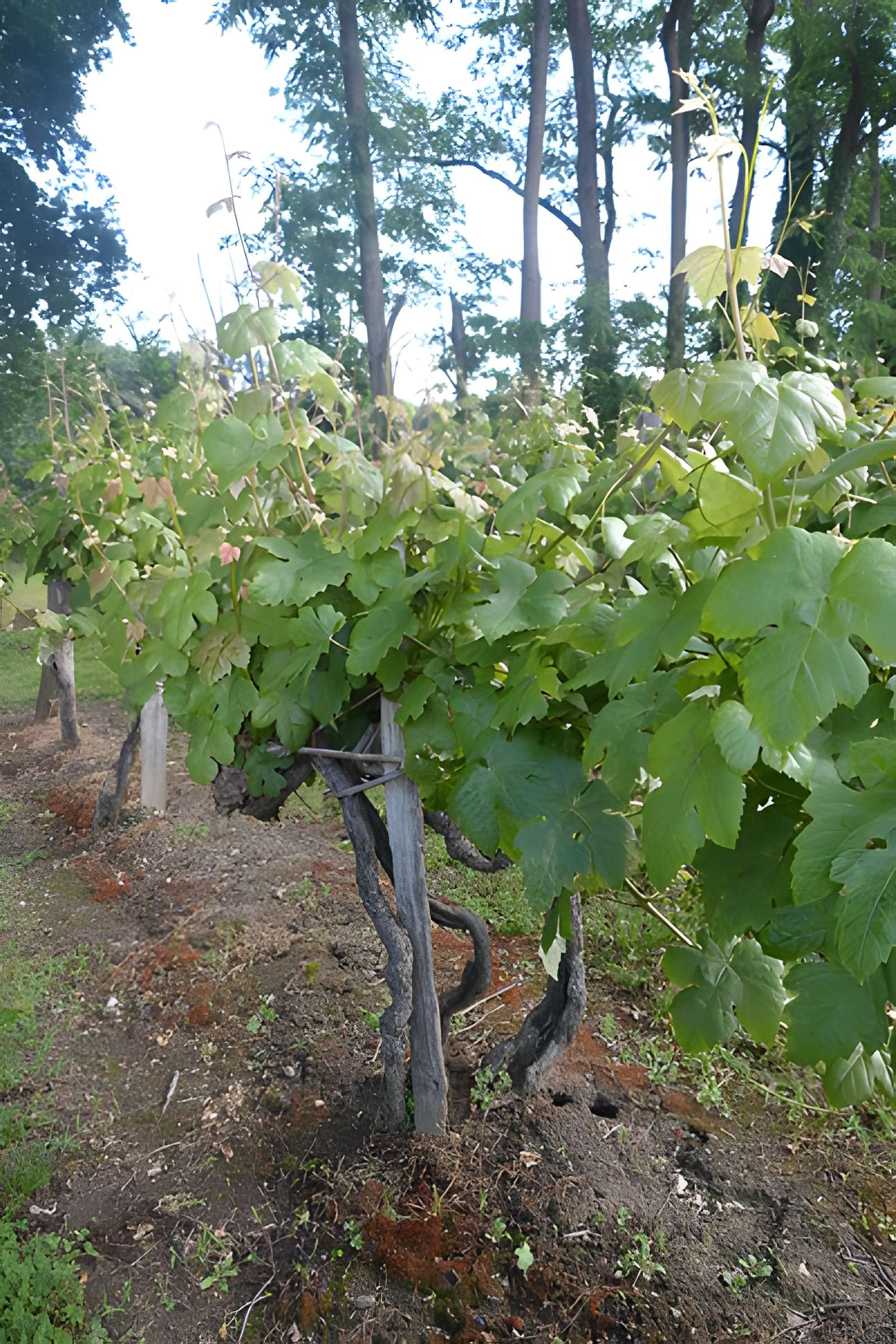 Vigne de la Ferme Pédebernade à Sarragachies