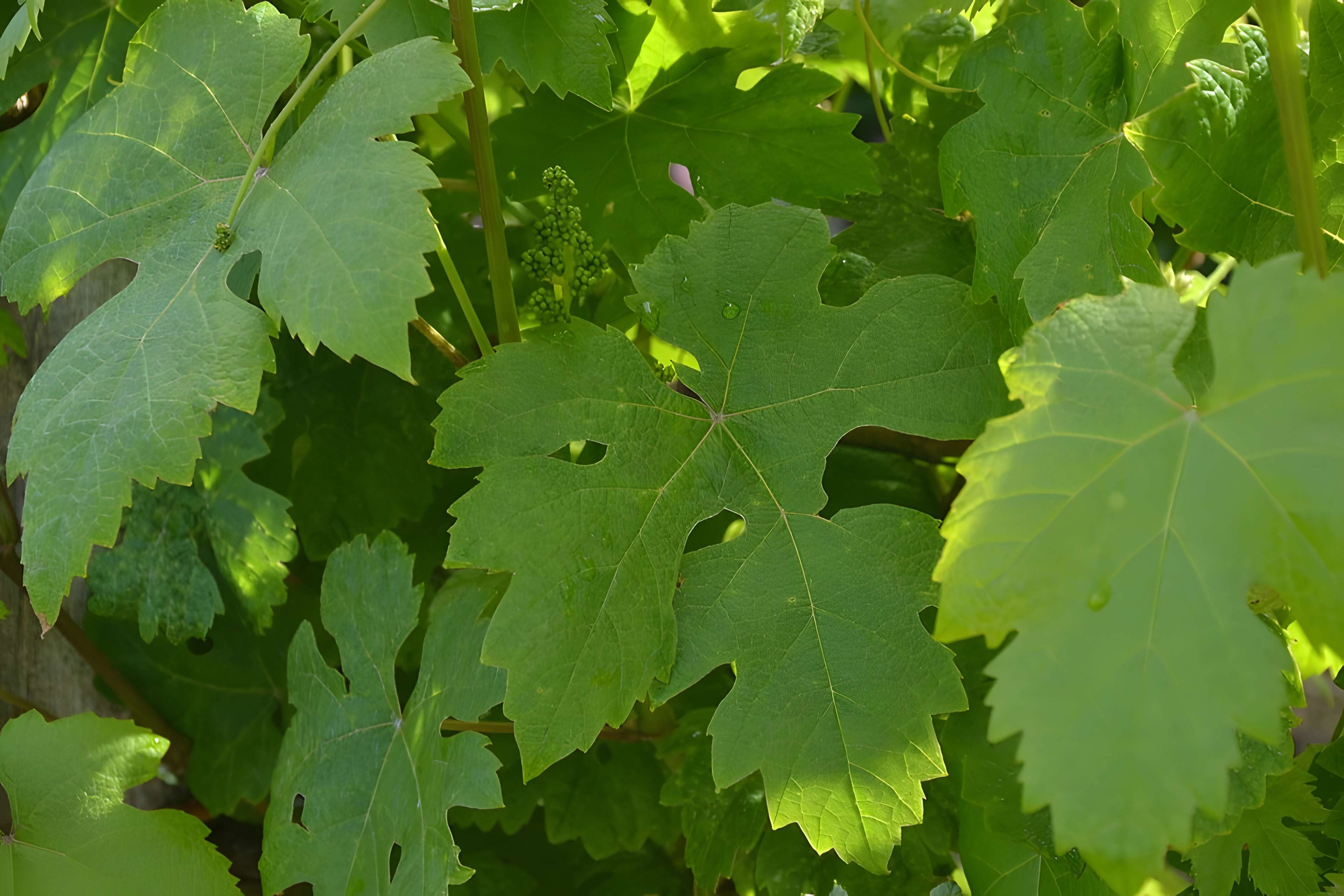 Vigne de la Ferme Pédebernade à Sarragachies