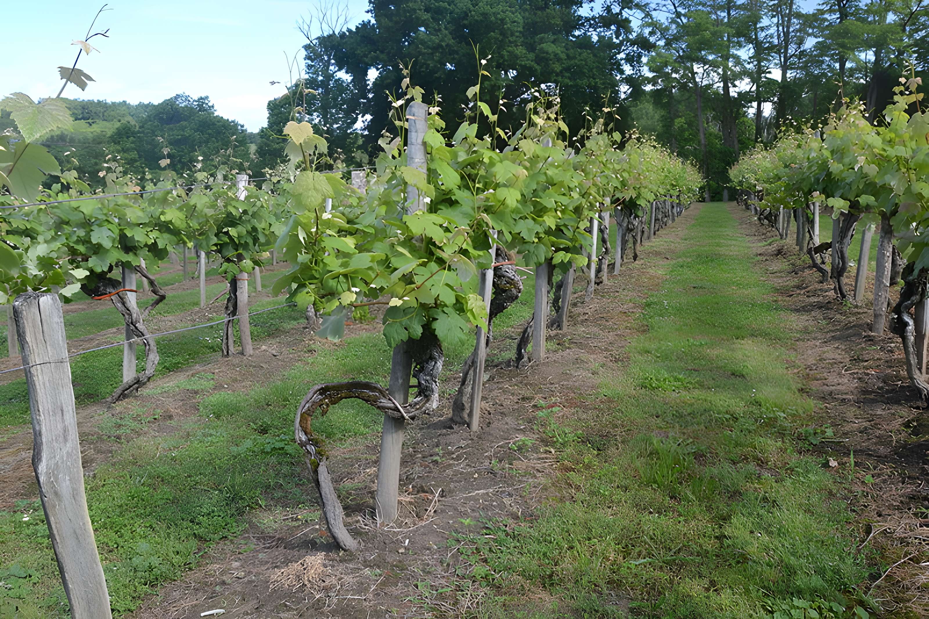 Vigne de la Ferme Pédebernade à Sarragachies