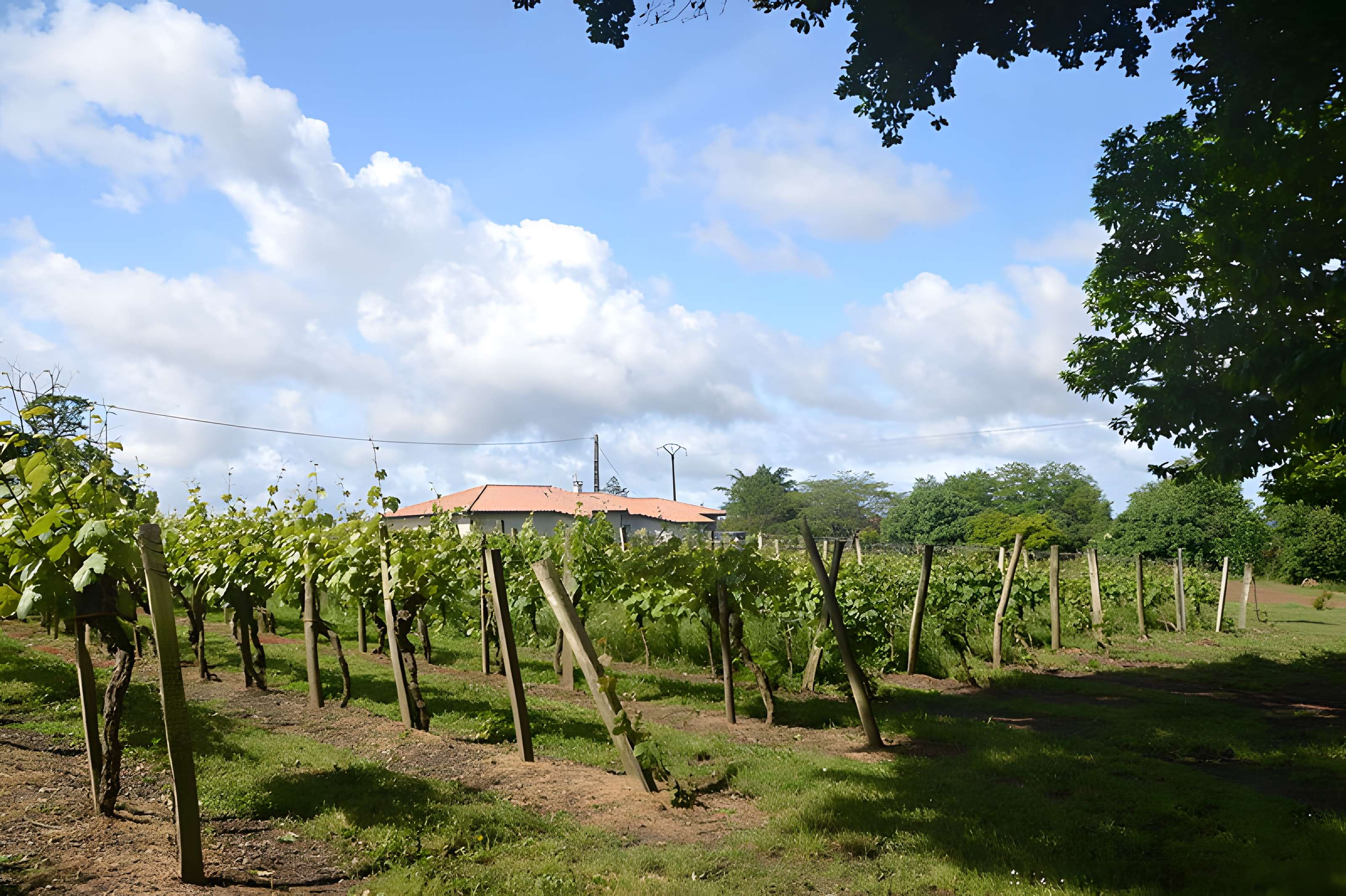 Vigne de la Ferme Pédebernade à Sarragachies
