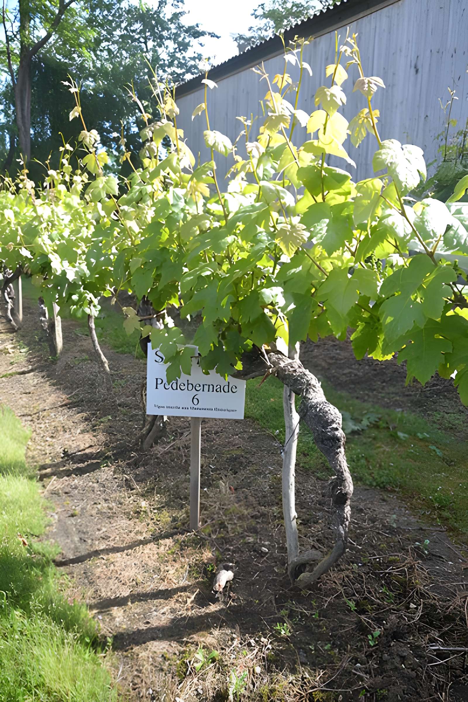 Vigne de la Ferme Pédebernade à Sarragachies