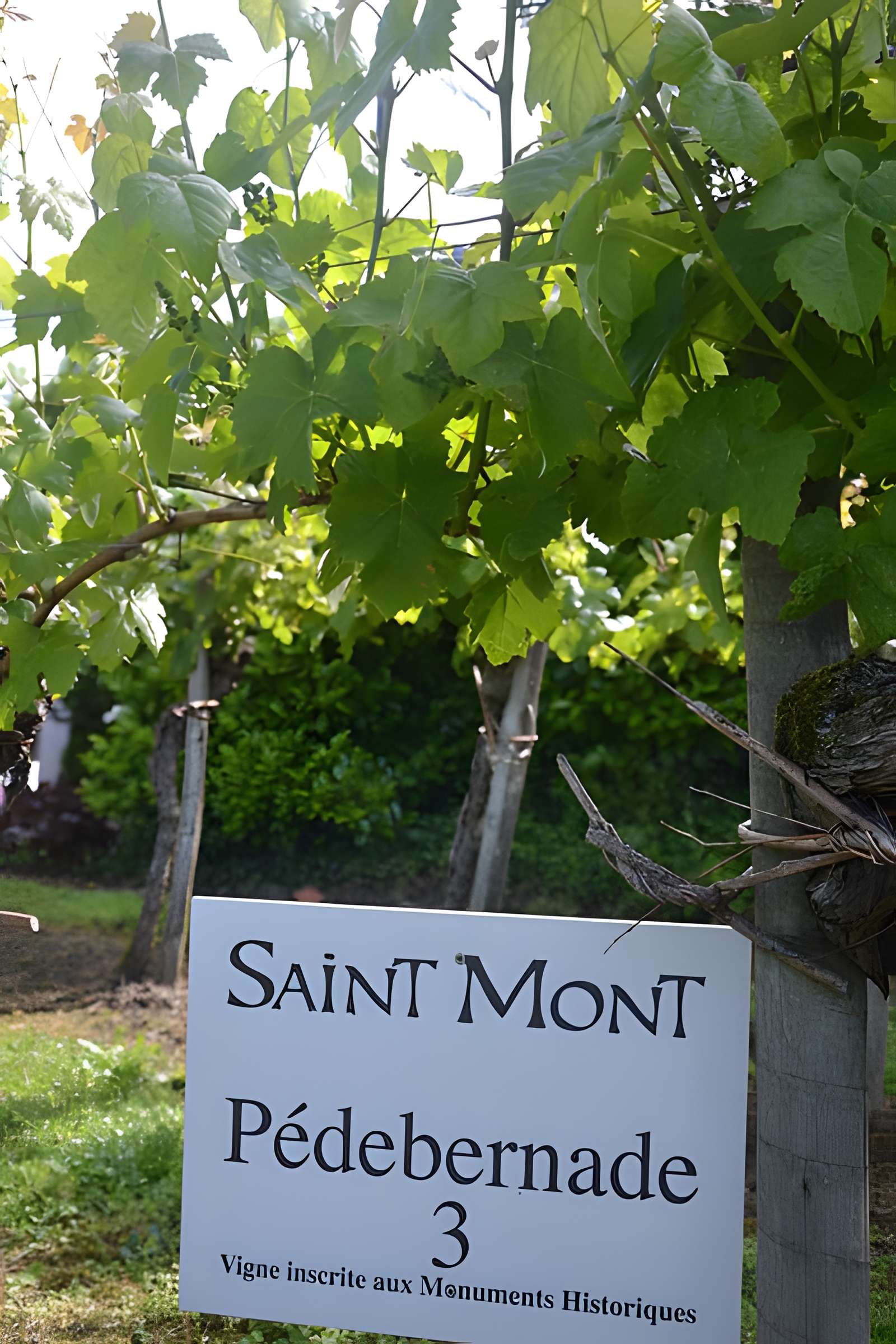 Vigne de la Ferme Pédebernade à Sarragachies
