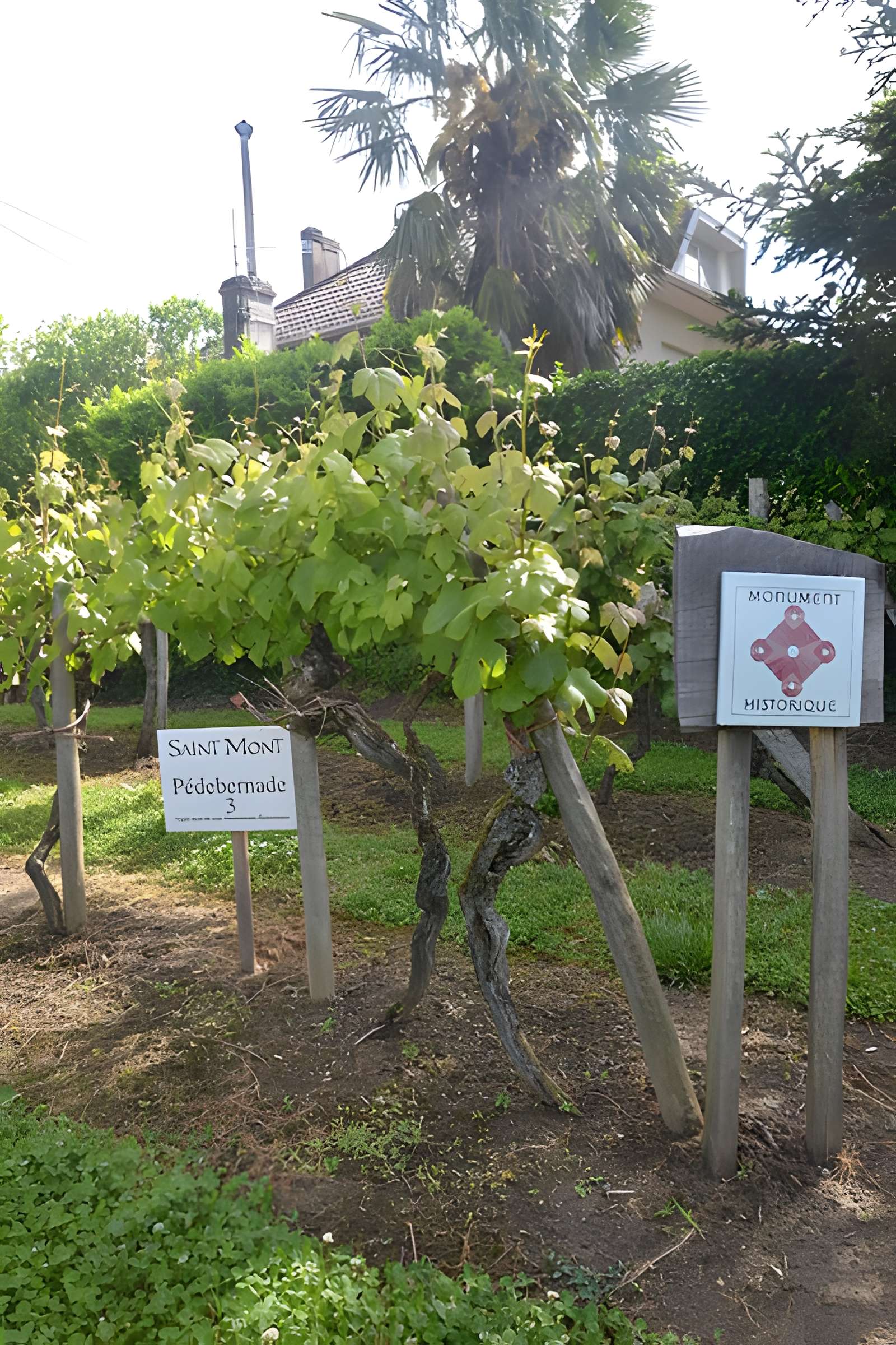 Vigne de la Ferme Pédebernade à Sarragachies