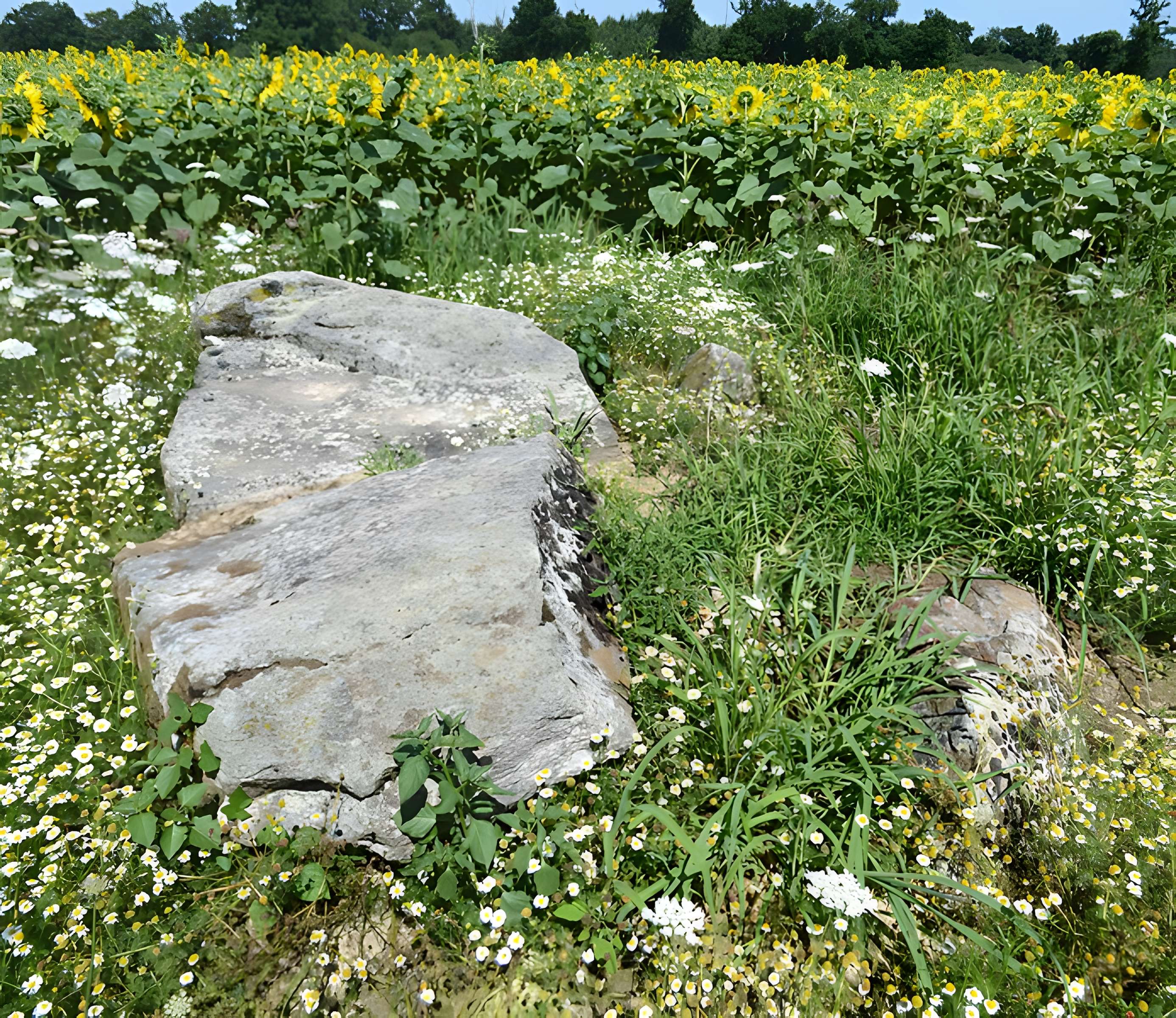 2 Dolmens de la Betoulle à Berneuil