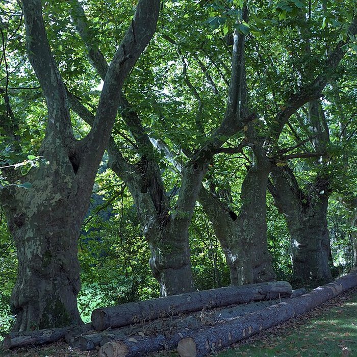 Photo de Abbaye de Bellevaux