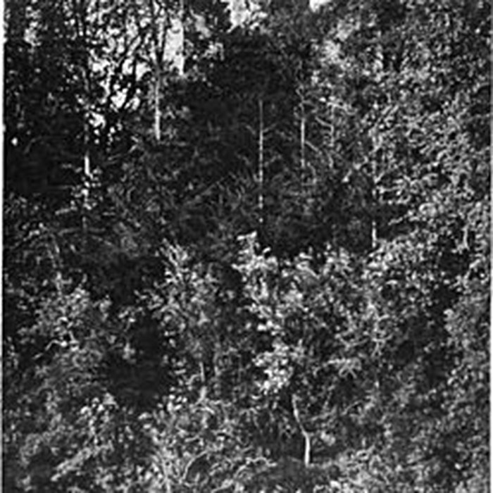 Photo de Église Notre-Dame du Roncier