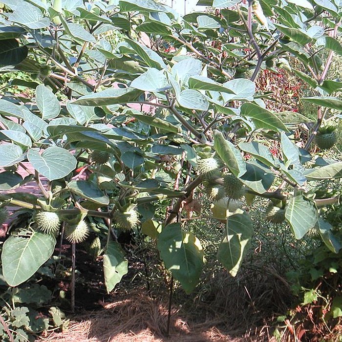 Photo de Abbaye de Bonnefont  également sur commune de Proupiary