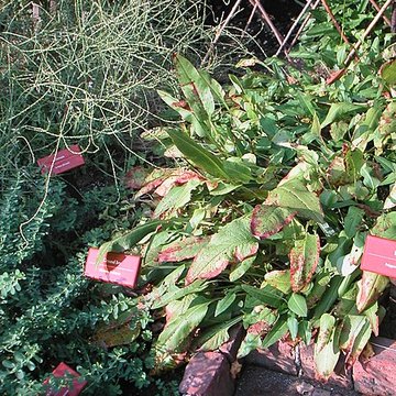 Abbaye de Bonnefont à Proupiary
