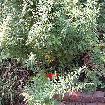 Abbaye de Bonnefont à Proupiary