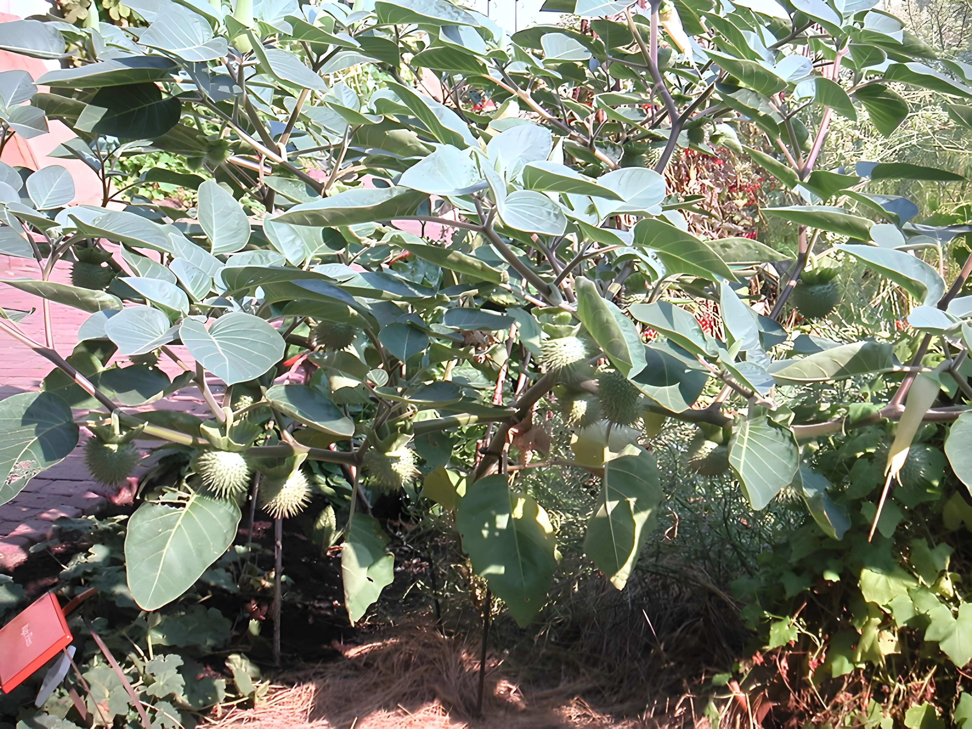 Abbaye de Bonnefont à Proupiary