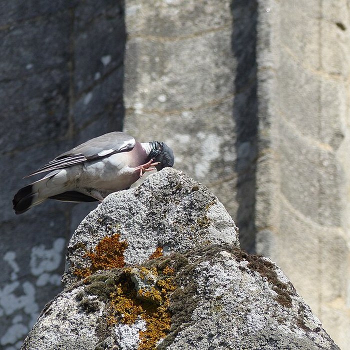 Photo de Église Notre-Dame-de-la-Joie de Pontivy