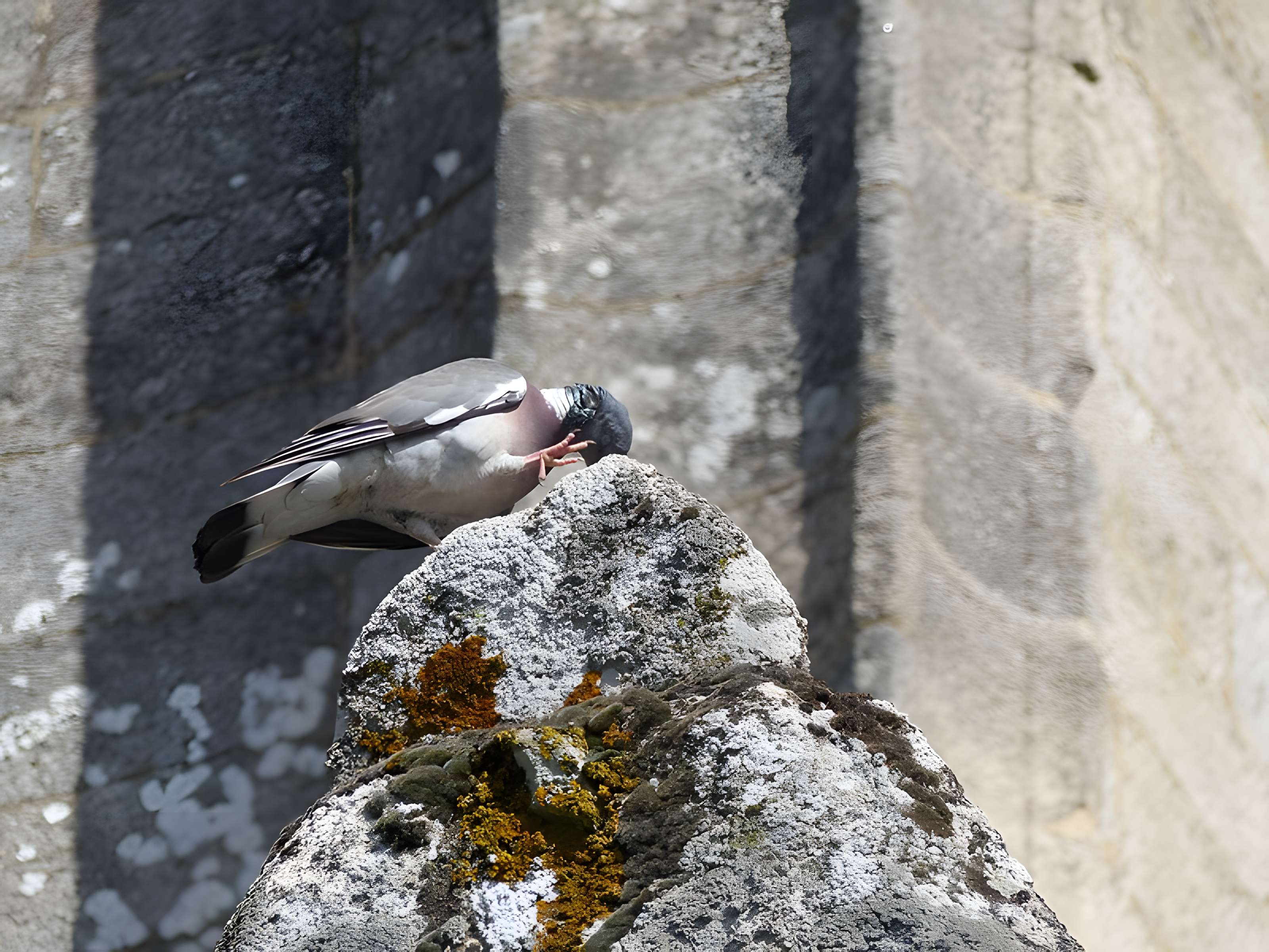 Église Notre-Dame-de-la-Joie de Pontivy
