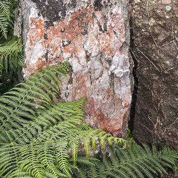 Autel des druides des Moitiers-dAllonne