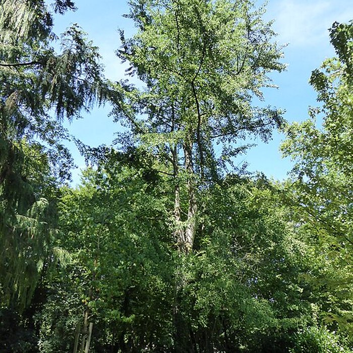 Photo de Abbaye de la Sainte-Trinité de Tiron