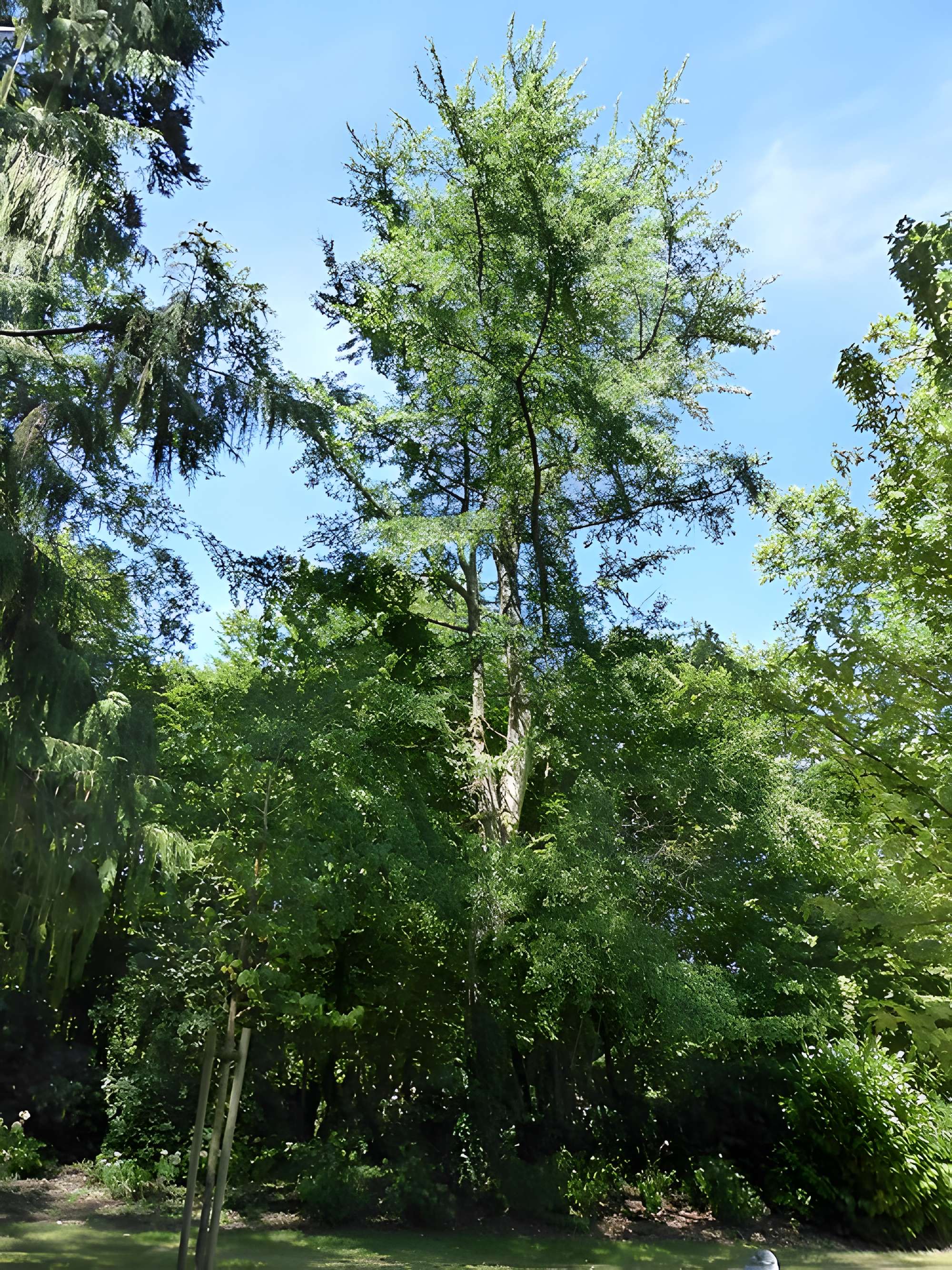 Abbaye de la Sainte-Trinité de Tiron