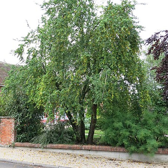 Photo de Église Saint-André de Mesnil-Saint-Père