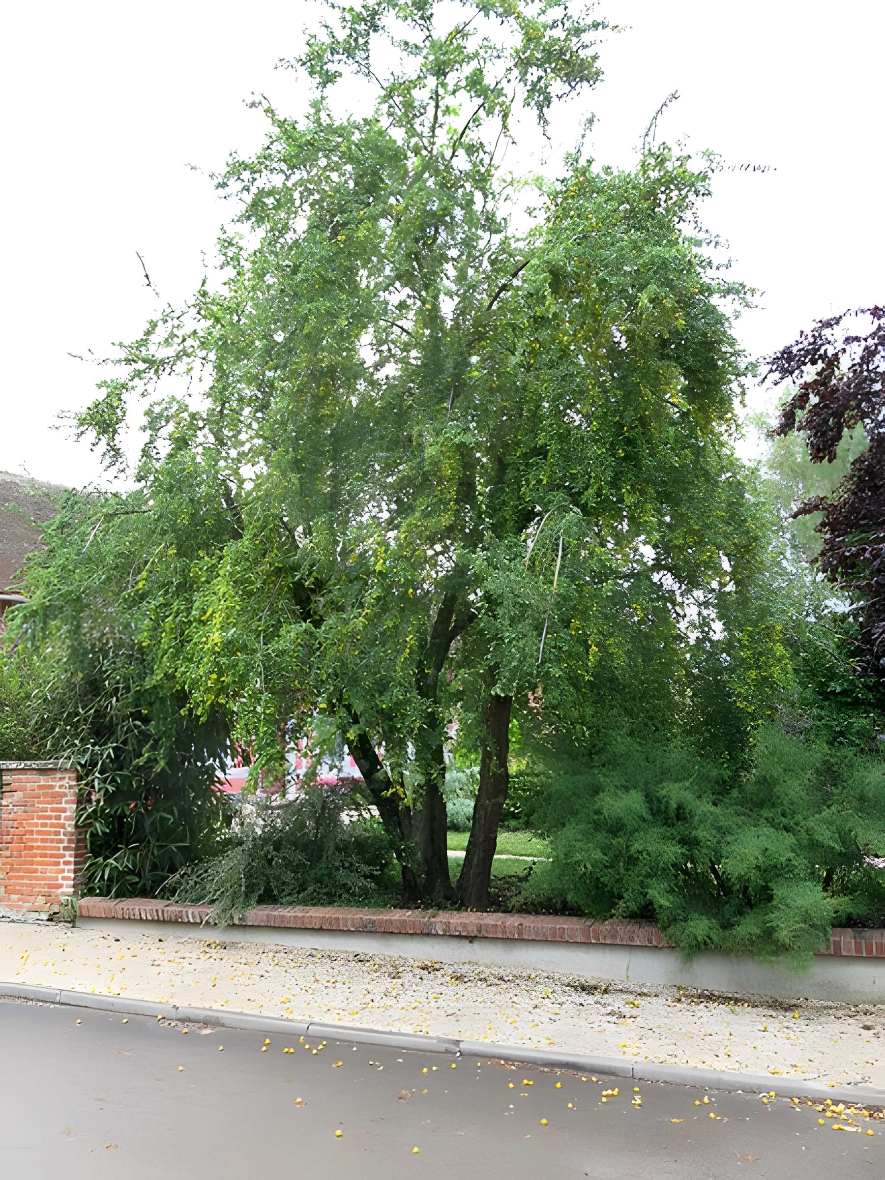 Église Saint-André de Mesnil-Saint-Père