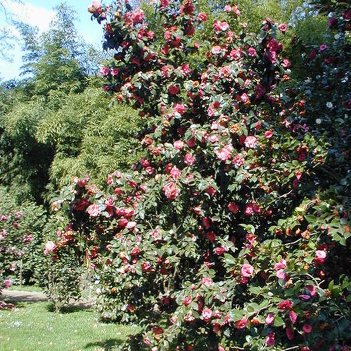 Photo de Bambouseraie de Prafrance à Générac