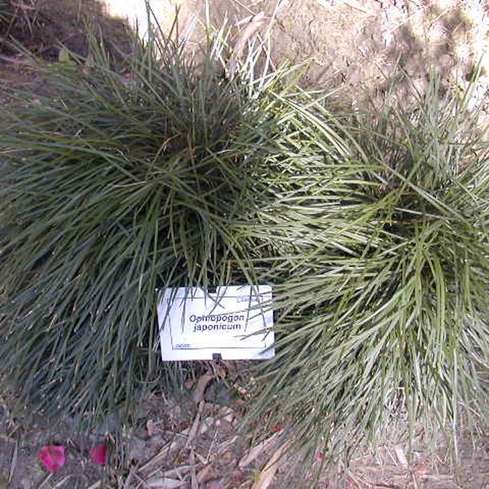 Photo de Bambouseraie de Prafrance à Générac