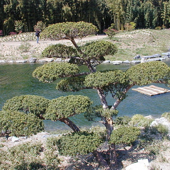 Photo de Bambouseraie de Prafrance à Générac