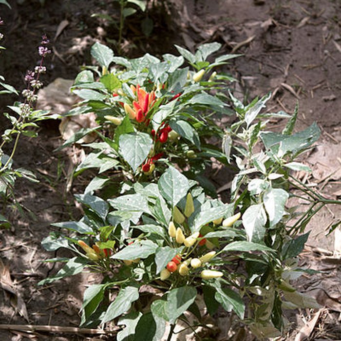 Photo de Bambouseraie de Prafrance à Générac