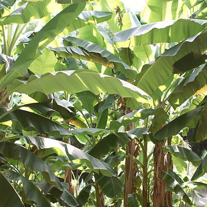 Photo de Bambouseraie de Prafrance à Générac