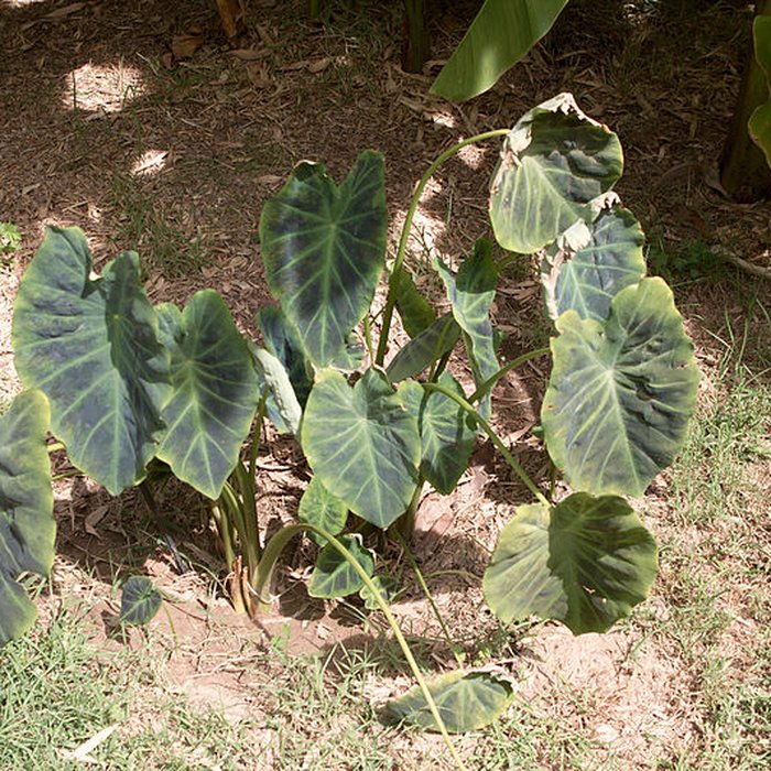 Photo de Bambouseraie de Prafrance à Générac