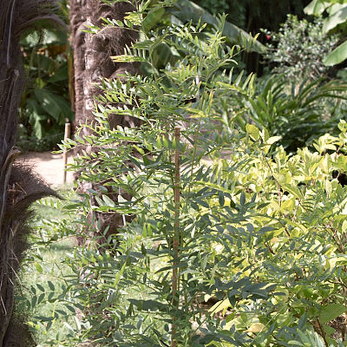 Photo de Bambouseraie de Prafrance à Générac