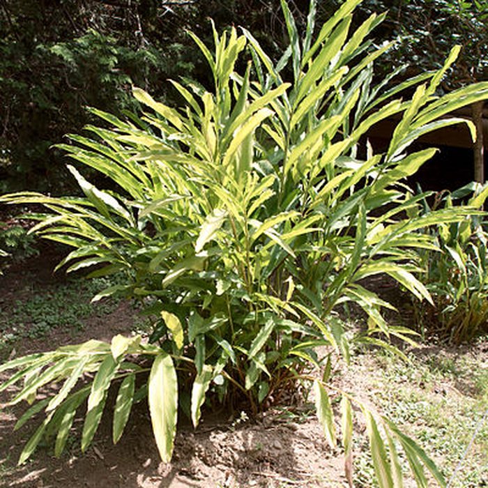 Photo de Bambouseraie de Prafrance à Générac