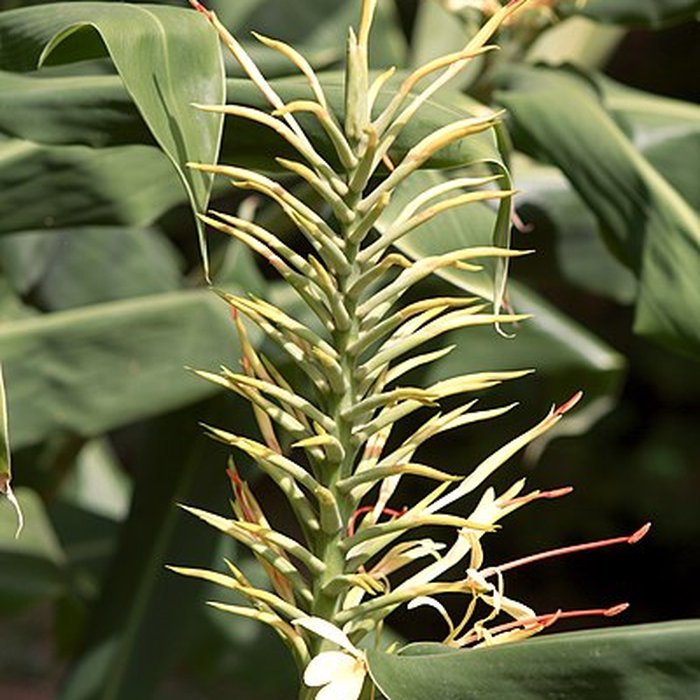 Photo de Bambouseraie de Prafrance à Générac