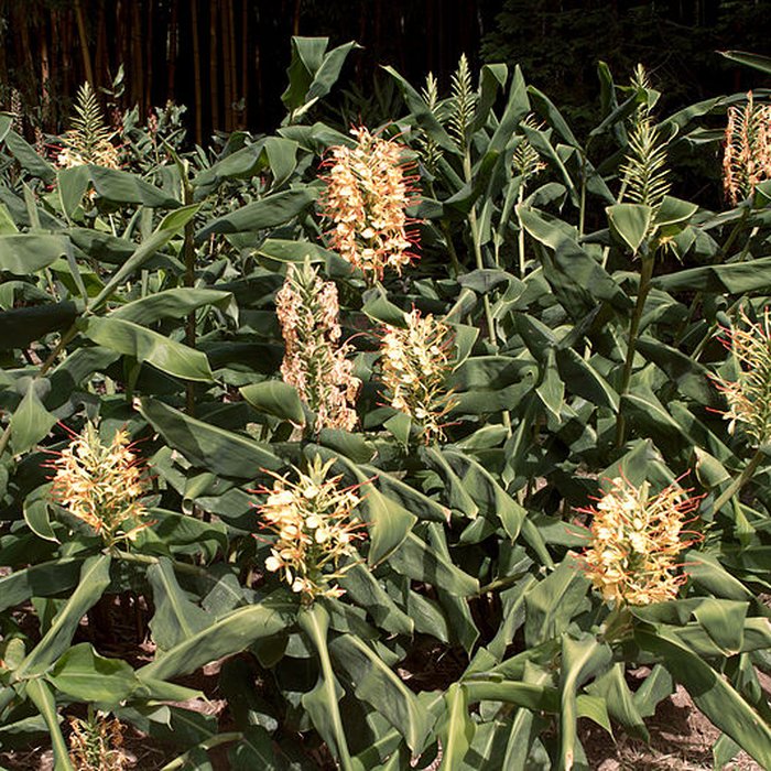 Photo de Bambouseraie de Prafrance à Générac