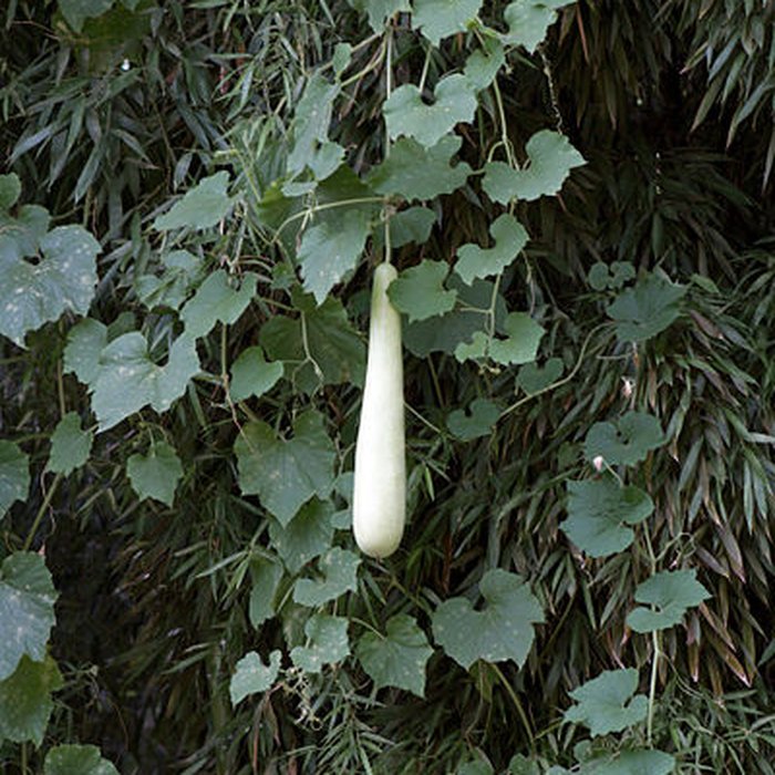 Photo de Bambouseraie de Prafrance à Générac