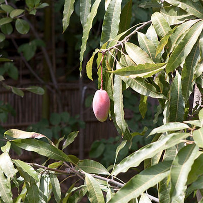 Photo de Bambouseraie de Prafrance à Générac