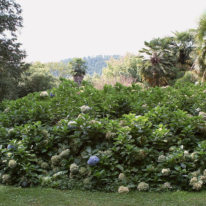 Photo de Bambouseraie de Prafrance à Générac