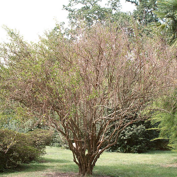 Photo de Bambouseraie de Prafrance à Générac