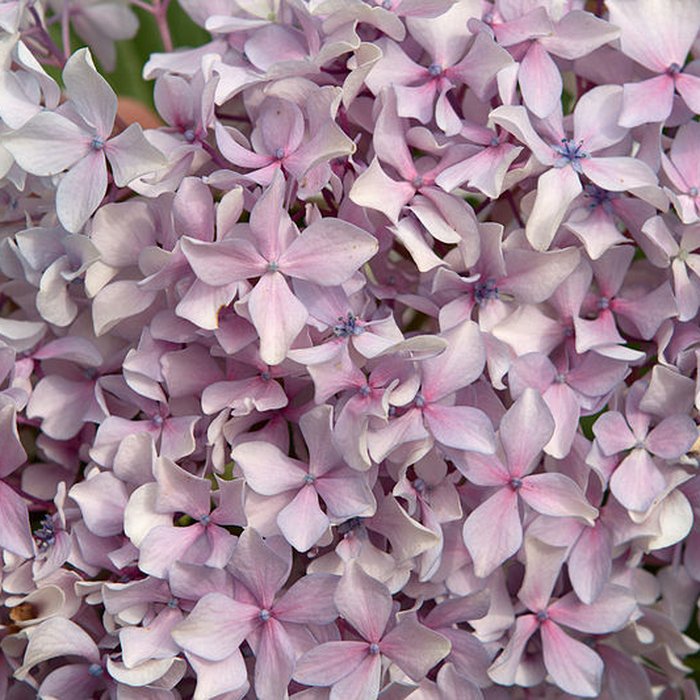 Photo de Bambouseraie de Prafrance à Générac