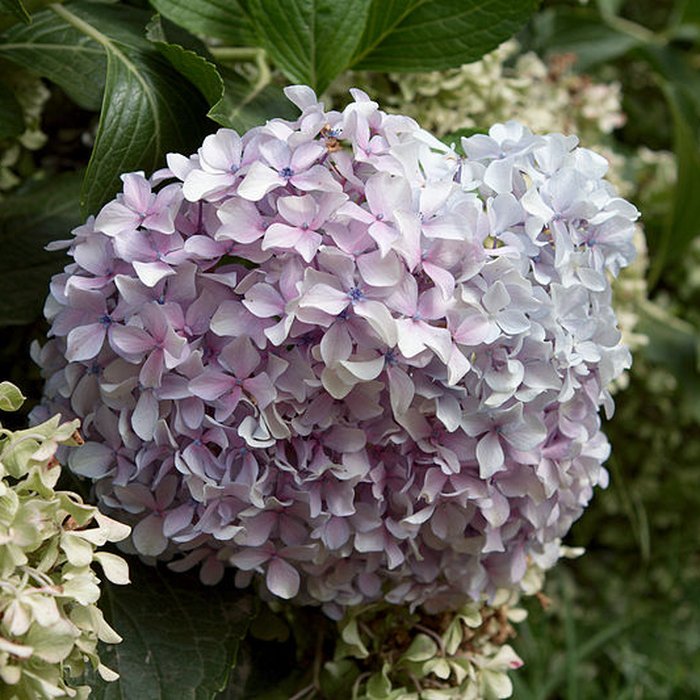Photo de Bambouseraie de Prafrance à Générac