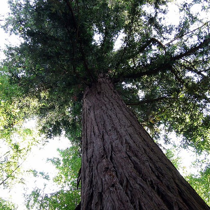 Photo de Bambouseraie de Prafrance à Générac