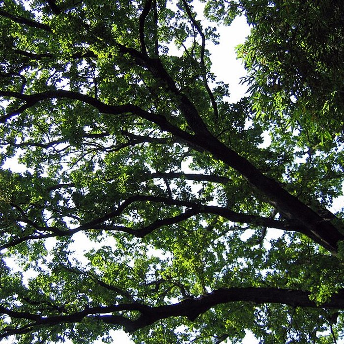 Photo de Bambouseraie de Prafrance à Générac