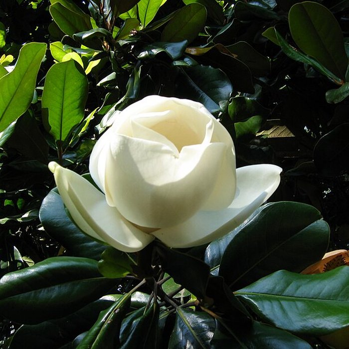 Photo de Bambouseraie de Prafrance à Générac