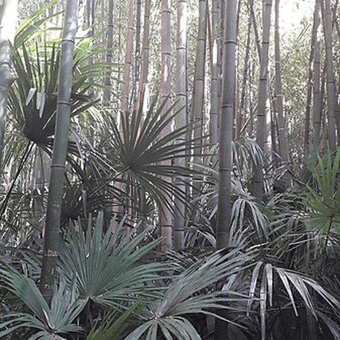 Photo de Bambouseraie de Prafrance à Générac