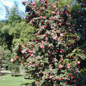 Bambouseraie de Prafrance à Générac