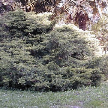 Bambouseraie de Prafrance à Générac